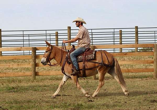 family-horse-quarter