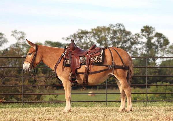 ranch-work-quarter-horse