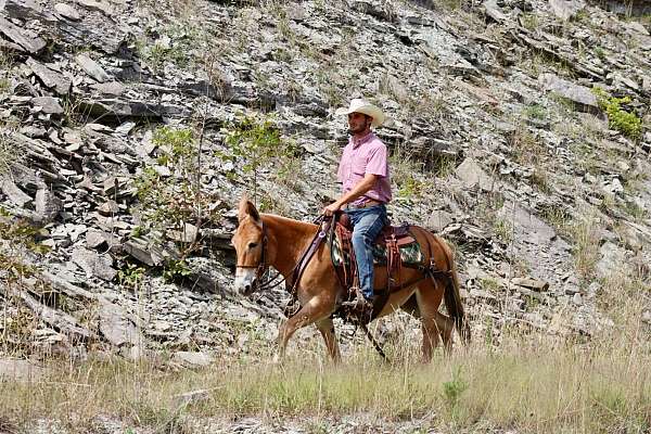 beginner-quarter-horse