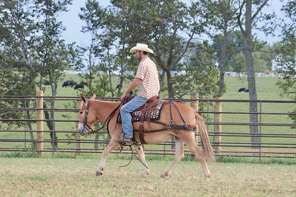 trail-quarter-horse