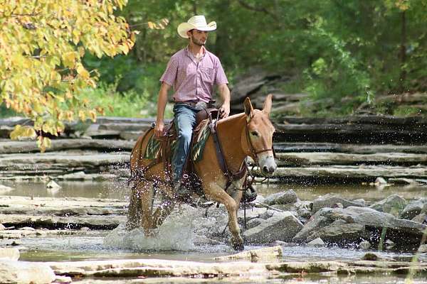 flashy-quarter-horse