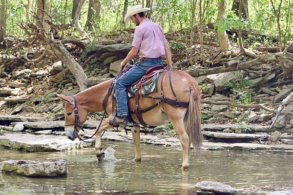 husband-safe-quarter-horse