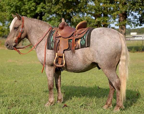 chocolate-quarter-pony