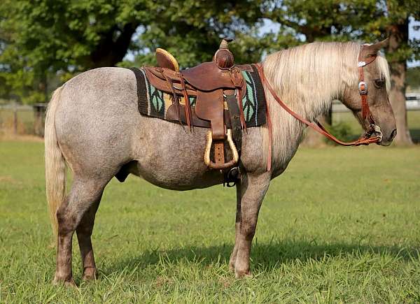 roan-pony