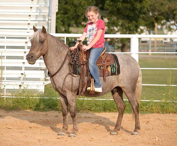 ranch-quarter-pony