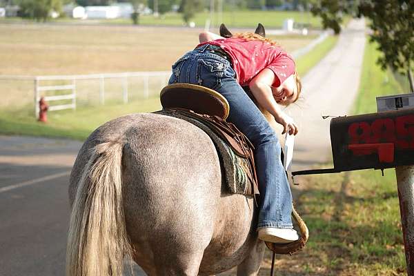 all-around-quarter-pony