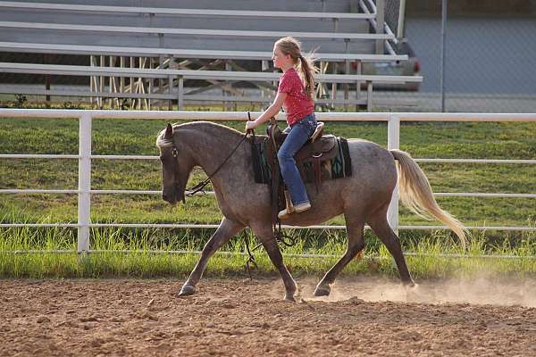 beginner-quarter-pony