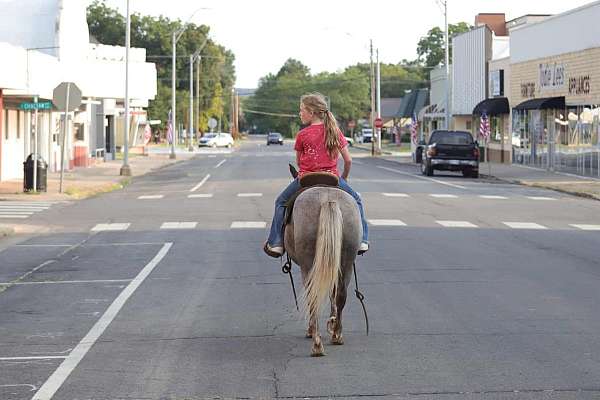 experienced-quarter-pony