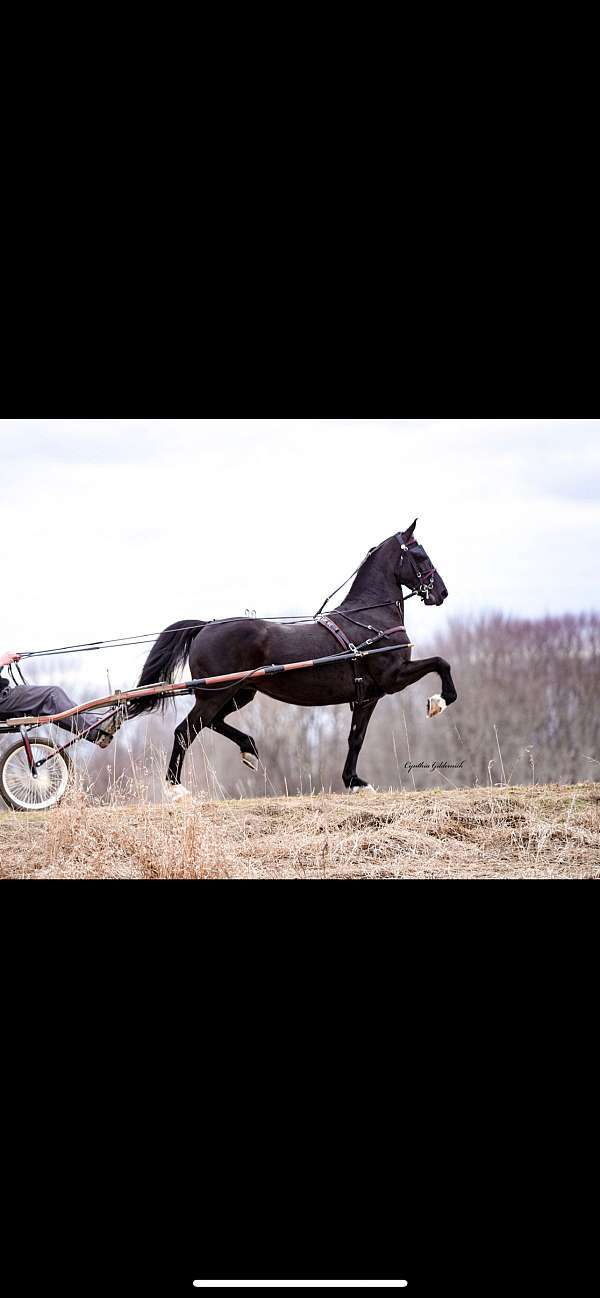 black-all-around-horse