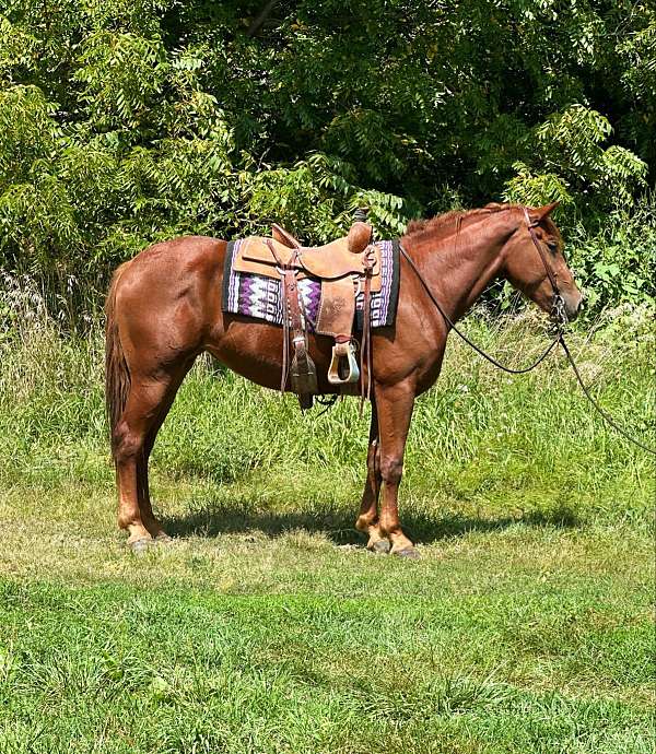 athletic-quarter-horse