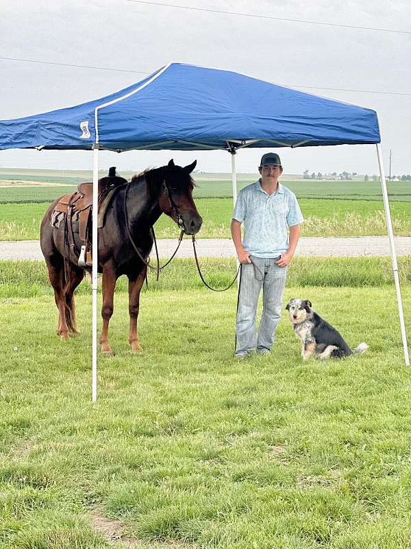 beginner-quarter-horse