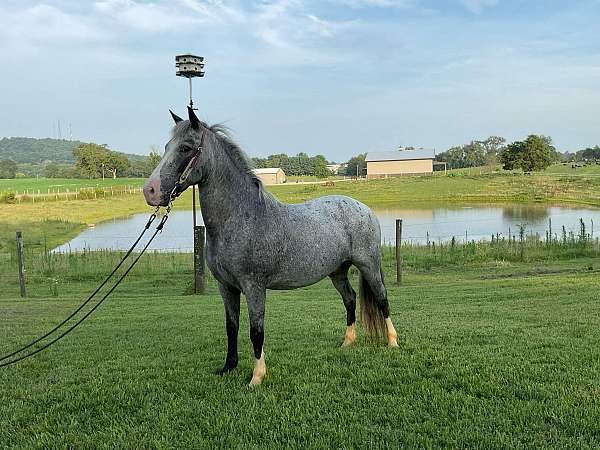 quarter-pony