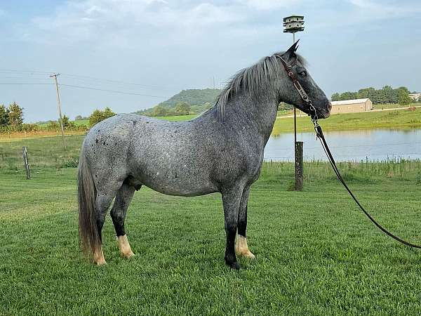 red-roan-blaze-blanket-pony