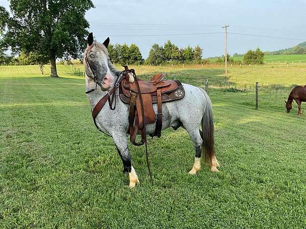 beginner-safe-quarter-pony