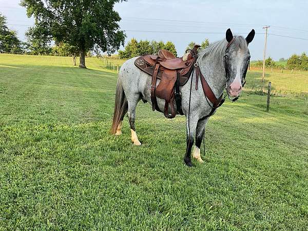 ranch-work-quarter-pony