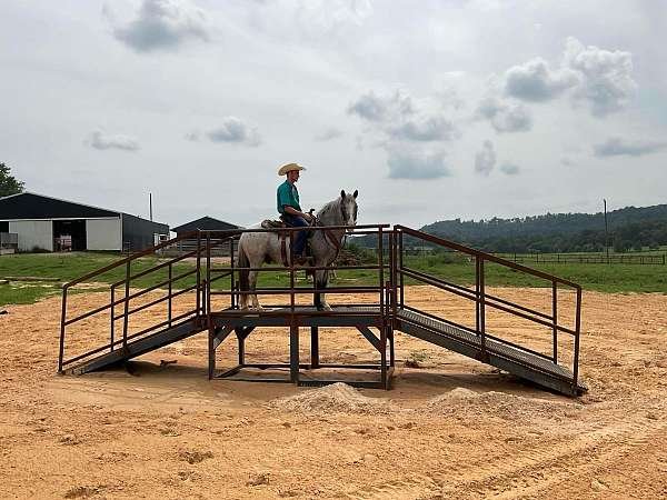 all-around-quarter-pony