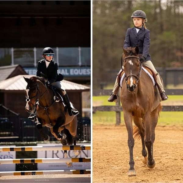 16-hand-warmblood-gelding