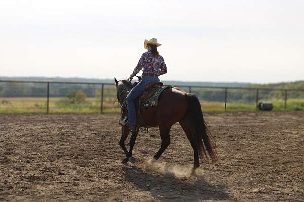 ranch-work-quarter-horse