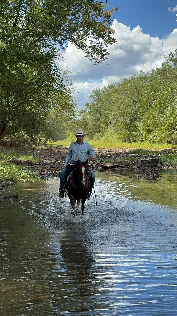 trail-quarter-horse