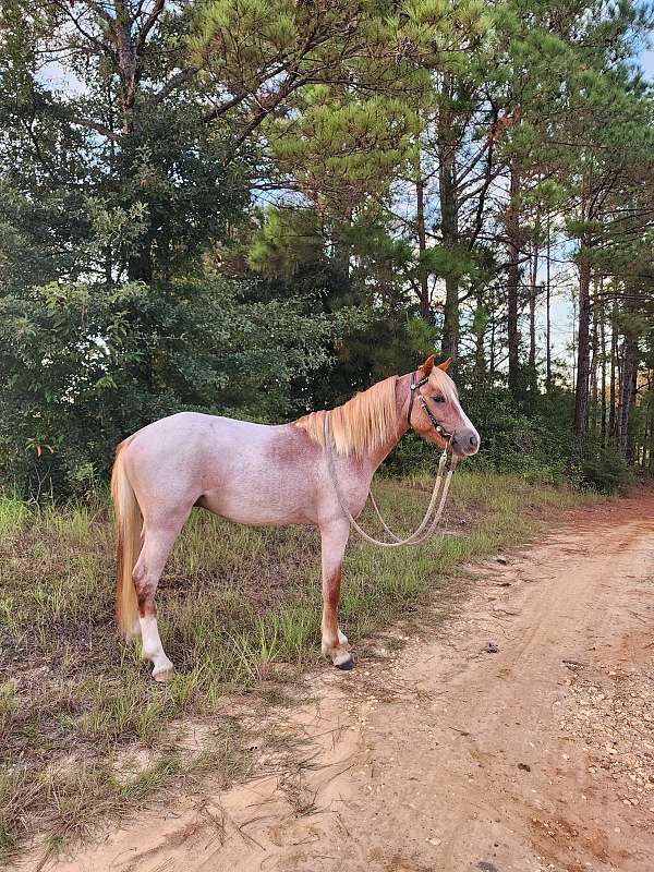 comes-welsh-pony