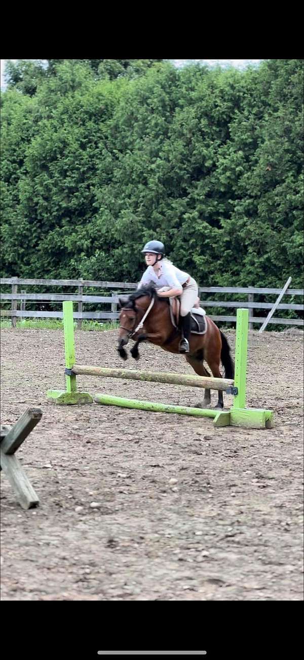 hunter-under-saddle-welsh-pony