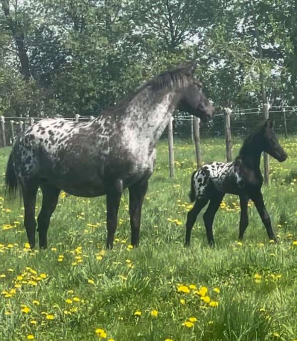 alert-gypsy-vanner-horse