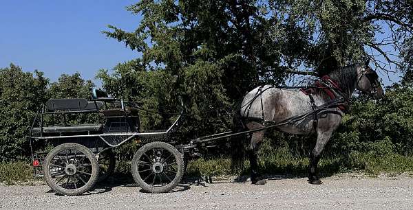 athletic-draft-horse