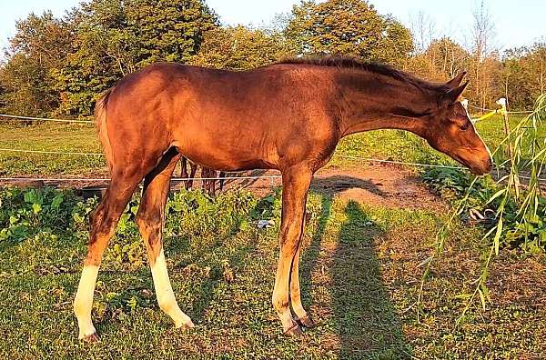 2-high-hind-socks-a-blaze-horse