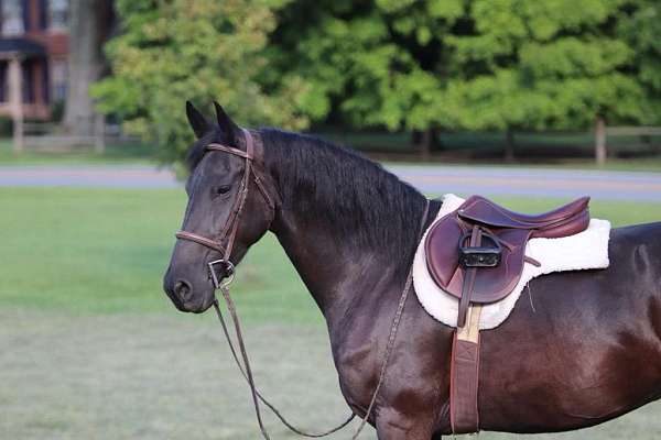 friesian-sport-horse