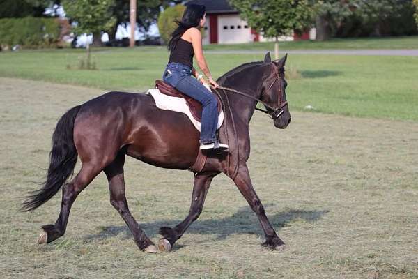 dressage-friesian-horse