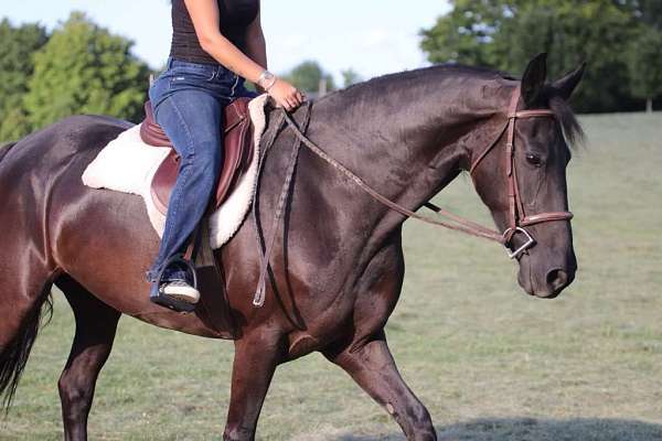 ranch-friesian-horse