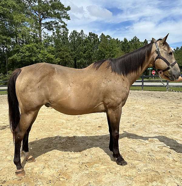 buckskin-quarter-horse-gelding