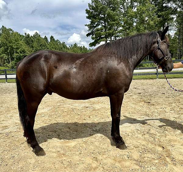 black-friesian-gelding