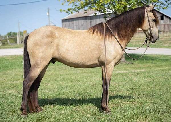 buckskin-dark-points-horse