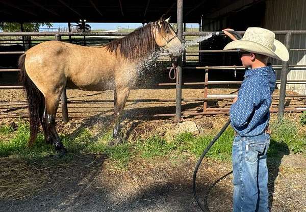 ranch-work-quarter-horse