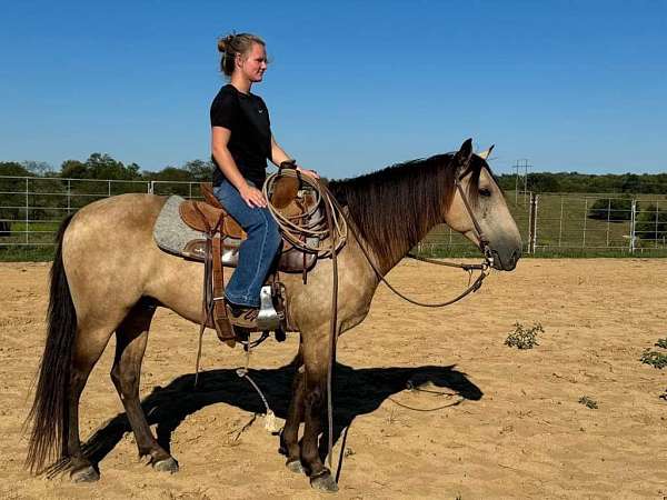 beginner-quarter-horse