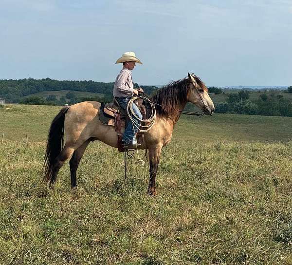 family-horse-quarter