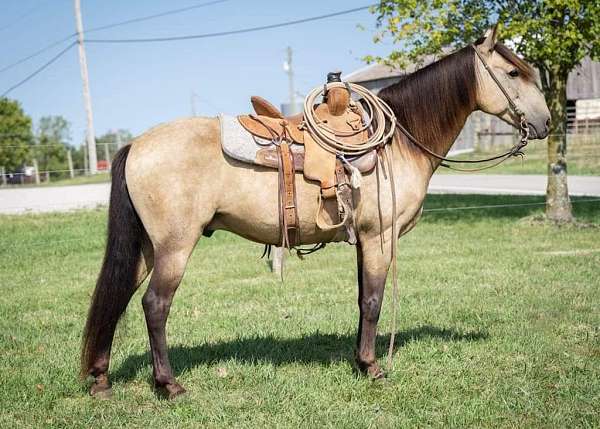 trail-quarter-horse