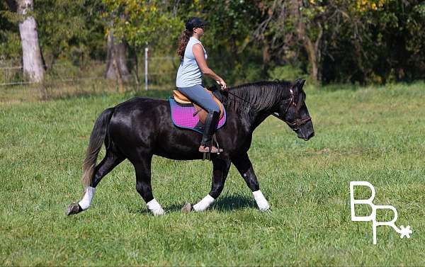 beginner-safe-quarter-horse