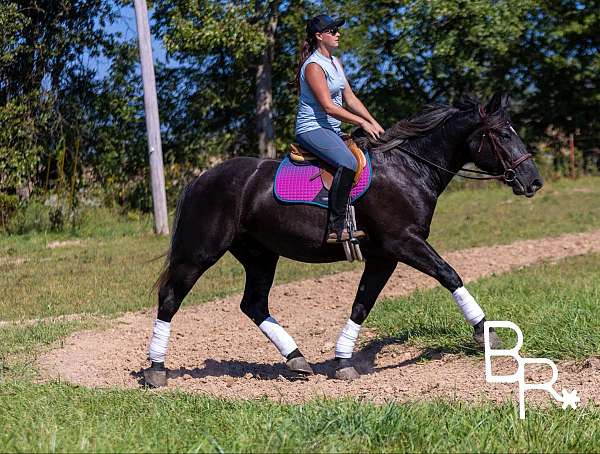 trail-quarter-horse