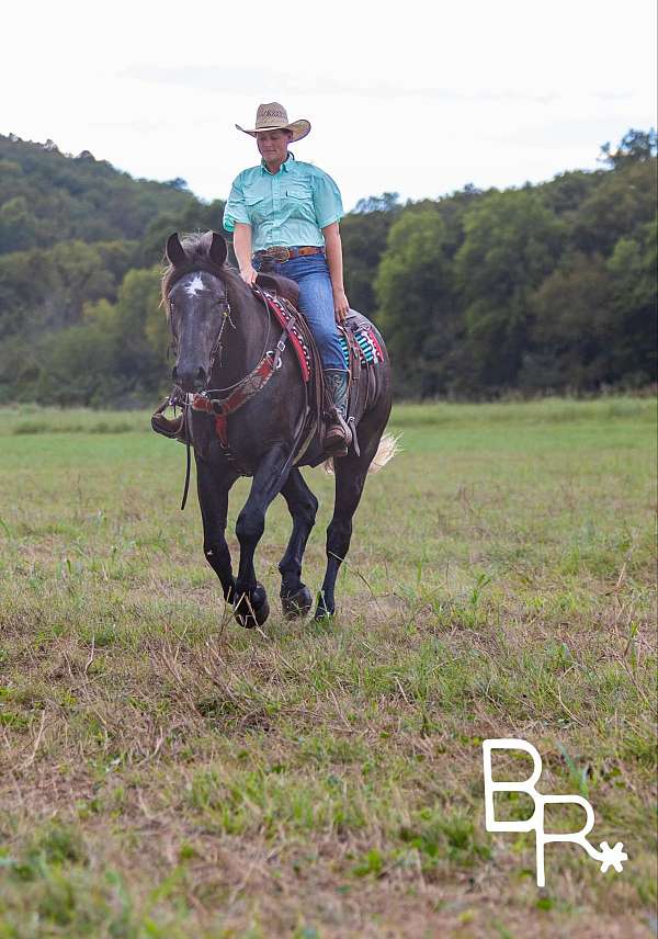 beginner-quarter-horse