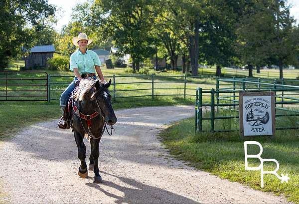 adult-quarter-horse