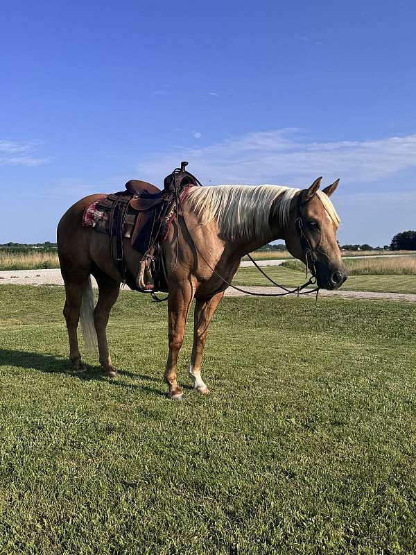 lots-of-experience-gelding