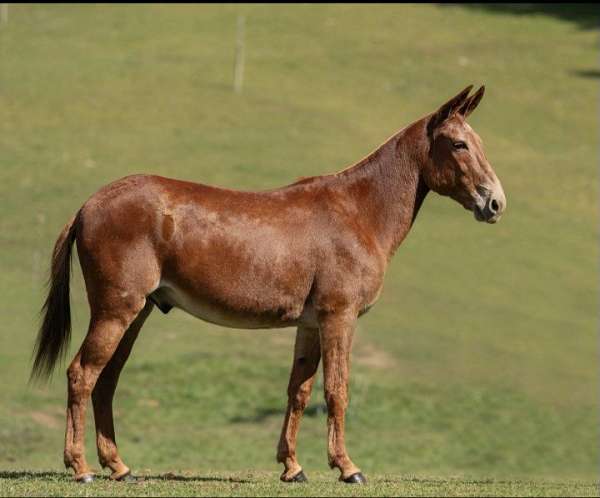 family-horse-quarter