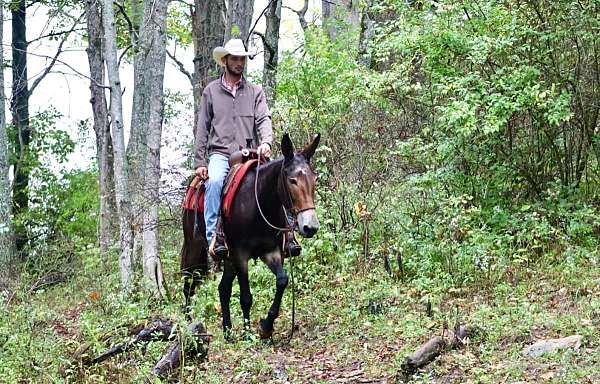 all-around-quarter-horse