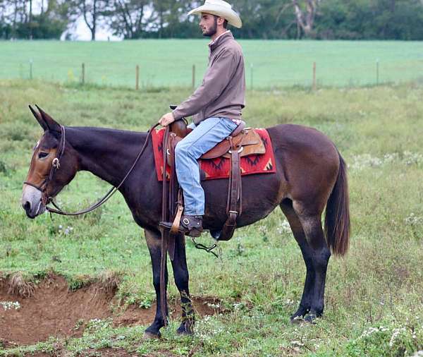 around-quarter-horse