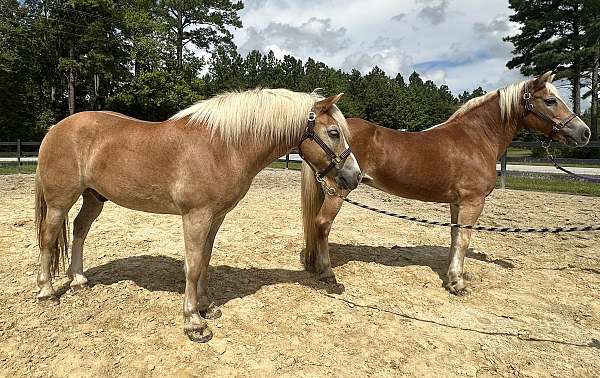 sorrel-haflinger-gelding