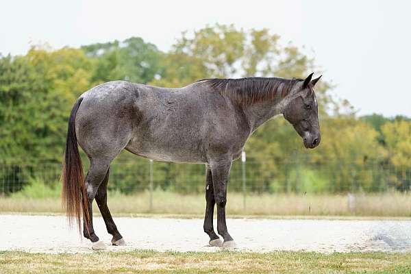 blue-roan-none-horse