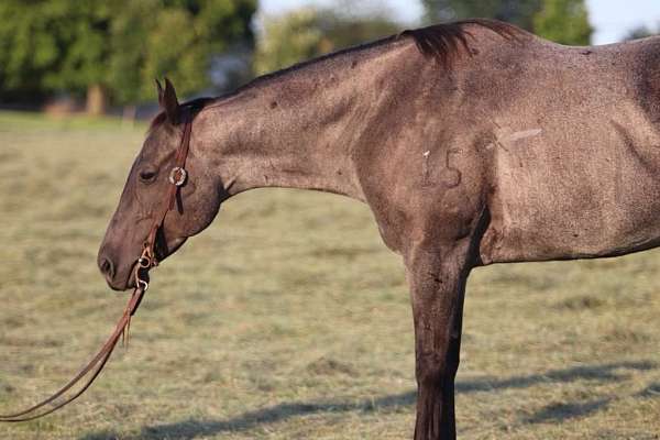 beginner-safe-quarter-horse