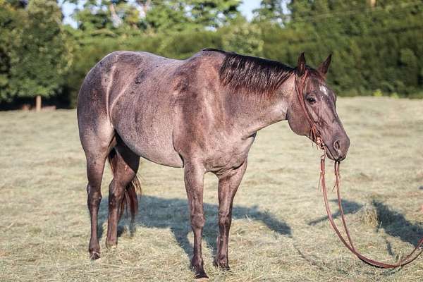 family-horse-quarter